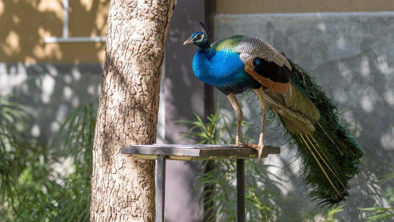 Birds Resort Хамбантота Екстер'єр фото